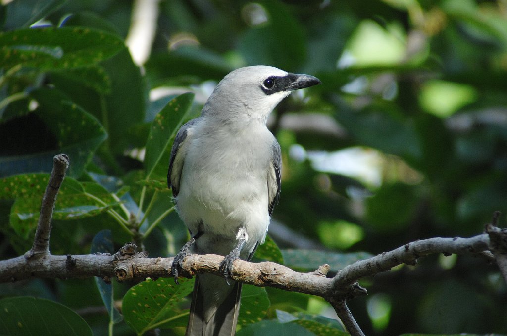 Cuckoo-shrike, White-bellied, 2007-12191145 Darwin, NT.JPG - White-bellied Cuckoo-shrike. On the Esplanade, Darwin, NT, AU, 12-19-2007